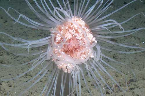 The deep ocean floor, earth’s largest habitat, will be starved of food by the end of this century, scientists have warned.